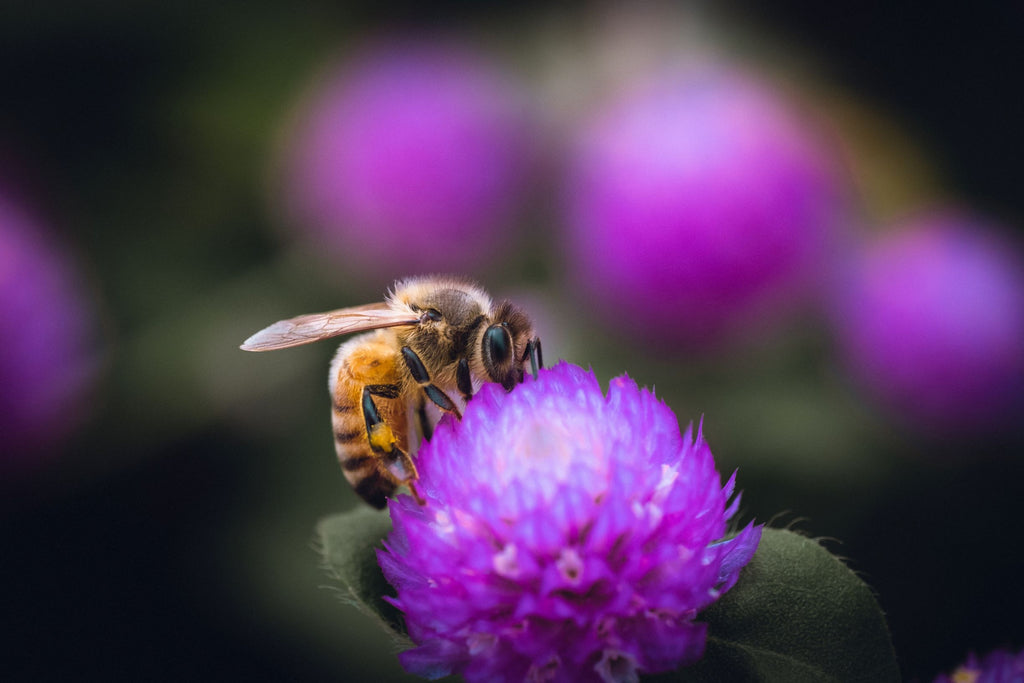 Bee Awareness Month